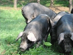 優(yōu)質(zhì)黑豬肉應(yīng)符合五項品質(zhì)指標要求