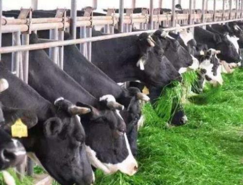 食品獸藥殘留限量標(biāo)準(zhǔn)上限，不用擔(dān)心，獸藥殘留檢測(cè)儀可以滿足