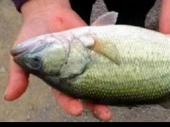 水產(chǎn)養(yǎng)殖中檢測出非法添加的孔雀石綠，怎么看？