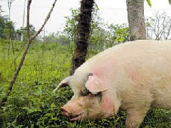 死豬肉流入市場(chǎng)，檢察機(jī)關(guān)正式進(jìn)入調(diào)查