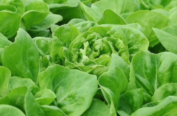 農殘快速檢測儀