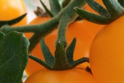 農(nóng)藥殘留檢測儀