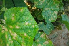 農(nóng)藥殘留速測儀是進(jìn)行農(nóng)殘檢測**的方式嗎？