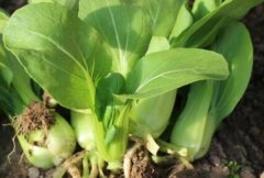 農(nóng)藥殘留速測(cè)儀可以規(guī)范農(nóng)藥的使用嗎？