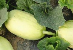 食品安全速測(cè)儀有哪些應(yīng)用場(chǎng)景？